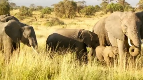 earth-focus-illicit-ivory